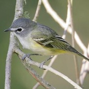Note: dark cap contrasting with grayish/green back, and very strong contrast between gray cheek and white throat.