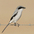 Adult. Note: short bill, broad black mask, white throat, and darker gray cap and back.