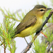 Note: yellowish throat and darker gray crown.